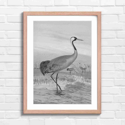 Elegant red crowned crane - elegant, red-crowned