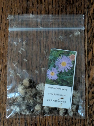 Wild flower seeds - flower, michaelmas
