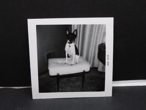 Toy fox terrier foot stool - terrier, on
