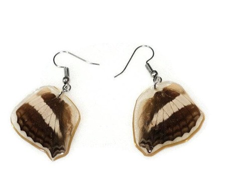 Two sides real butterfly wings