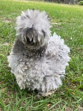 6+ Blue, black, splash Silkie