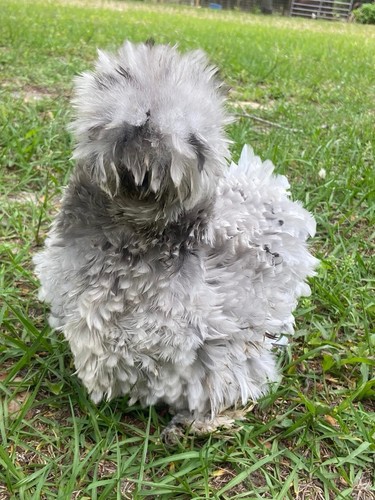 Blue black splash silkie - black,,