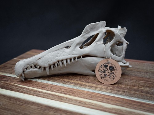Scaled down spinosaurus - down,