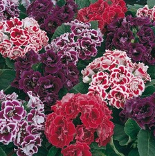 Sinningia speciosa Mix