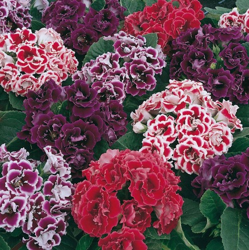 Sinningia speciosa mix - speciosa,