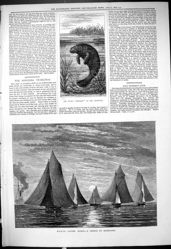 Old 1878 living mermaid - living,