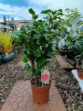 Red Camellia Evergreen Shrub |