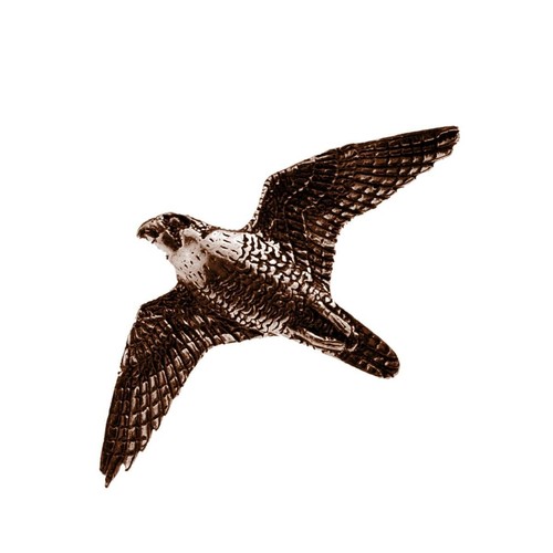 B35 peregrine falcon - peregrine,