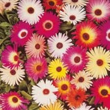 Mesembryanthemum mixed - 40,