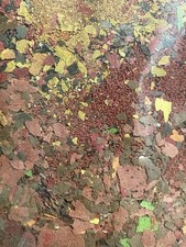 20g Food PREMIUM MIX Guppy