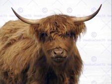 Nature Photo Highland Cow Scotland Farm Poster Art Print Picture Bb172B