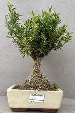 Thick Trunk Buxus , Box Bonsai Tree - B2U664