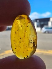 0.9g  Burmese Amber with