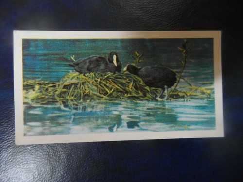 Brooke bond british birds - , "british