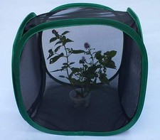 Praying mantis/Stick