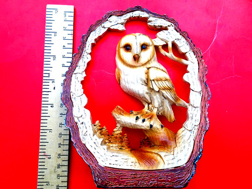 Unusual owl bird - unusual,