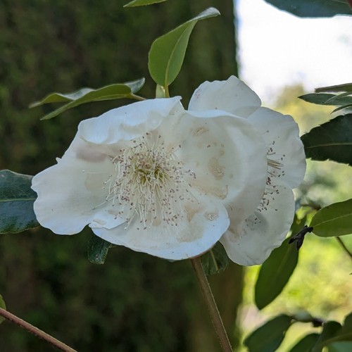 Eucryphia intermedia - x,