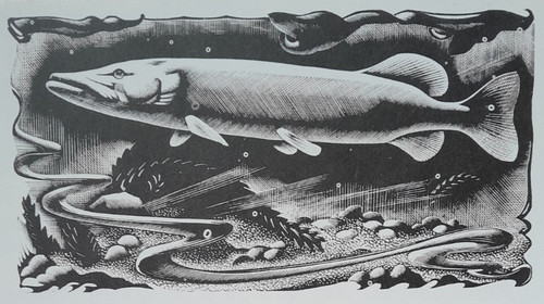 Pike fish print woodcut - print,