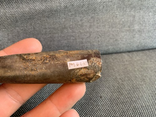 Fossil belemnite jurassic - belemnite, (jurassic