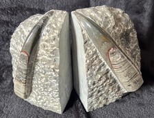 Large Heavy Ornament Fossil Bookends ~ 2.85KG ~ VGC