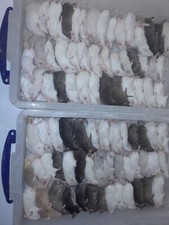 . Frozen reptile food chicks