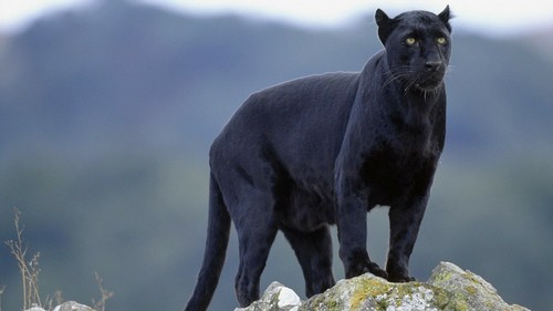 Black panther wild animal - panther,