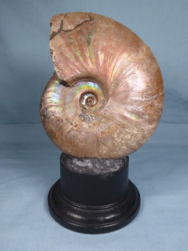 Large iridescent ammonite - large,
