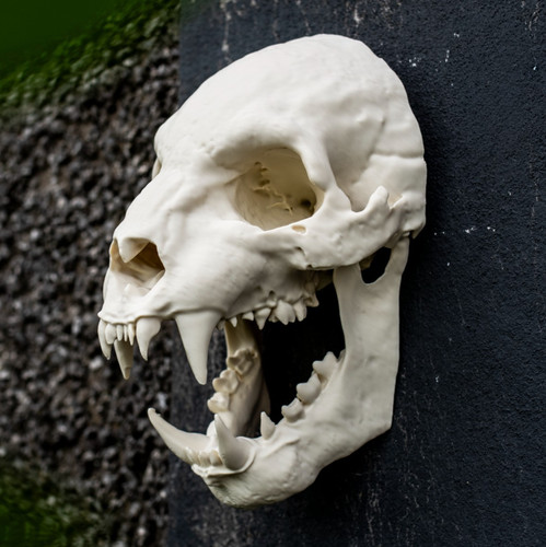 Werewolf skull wall decor - wall,