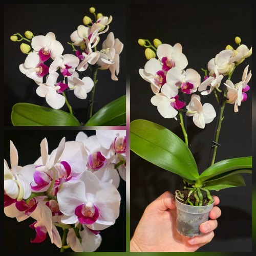 Phalaenopsis pink lip - pink, 6cm