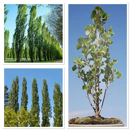 Lombardy poplar tree 3 - poplar, tree!