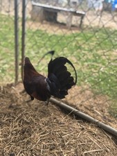 12 East Pure Hatching Eggs