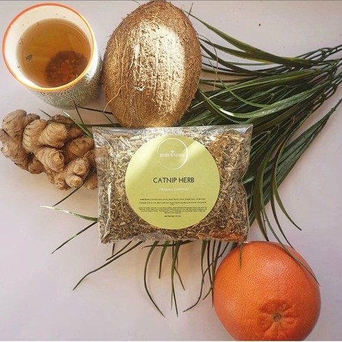Catnip dried herb tea - catnip,