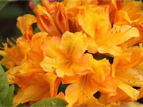 Rhododendron christopher wren - ,