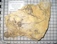 Ordovician Bromide