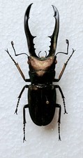 Bronze Stag Beetle Cyclommatus Metallifer Set x1 54mm+ Ideal for Framing.