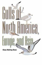 Gulls: Of North America