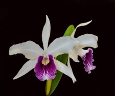 Cattleya / Laelia purpurata