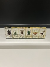 National Geographic Insects