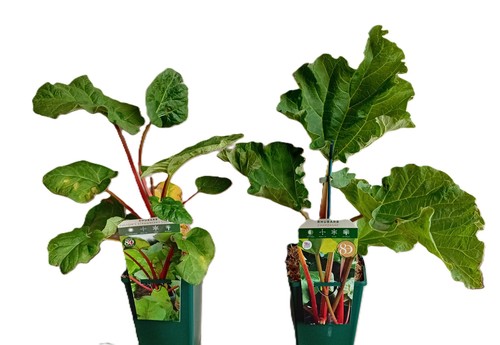Rhubarb raspberry red - red,