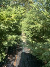 laylandi cypress conifer