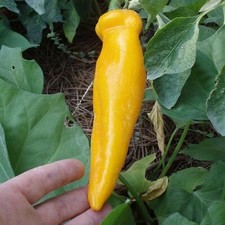 ORGANIC SWEET CORNO DI TORO GIALLO 50 SEEDS