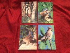 Vintage Bird Postcards: Wren