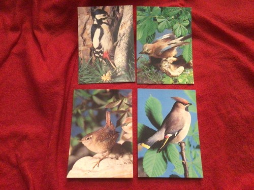 Vintage bird postcards wren - bird, postcards: