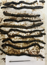 Frozen Black Lug 20 Wraps (200