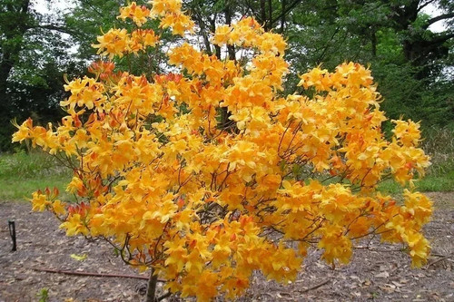 Fantastique aromi azalea - fantastique,