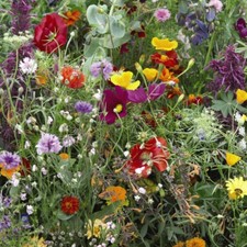 Thompson & Morgan Wildflower