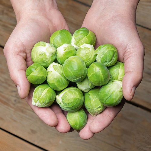 Brussels sprout hector - sprout,