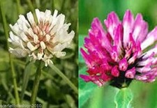 RED WHITE OR CRIMSON  Clover Seeds Green Manure WILD FLOWER Many Weights Grass