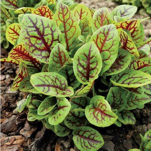Sorrel red veined plug - 'red,