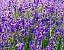 310x Lavender lavendula Vera